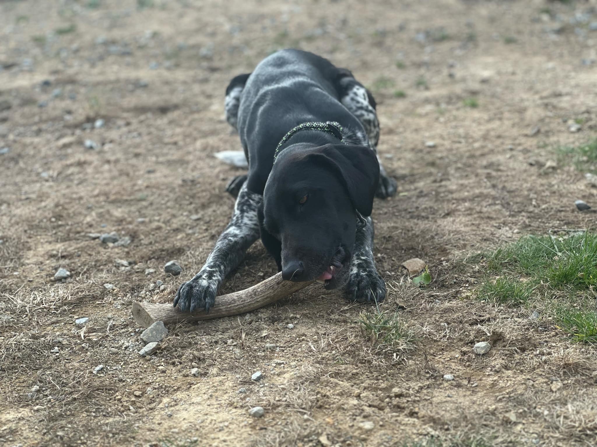 Dog chewing on a Tailo antler